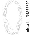 歯の並び図上下A4タテ 34868270