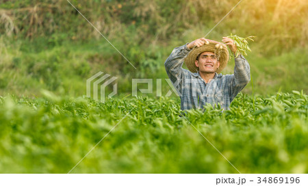 Young farmer happy with potato fields, Asia 34869196