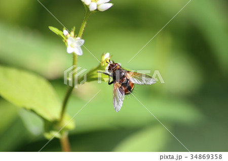 セスジハリバエ 34869358