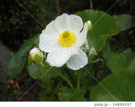 マウントクック山麓の花 34869397
