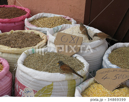 モロッコの小鳥 34869399