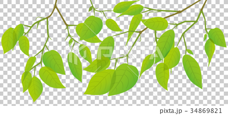 新緑の葉っぱのイメージイラストのイラスト素材