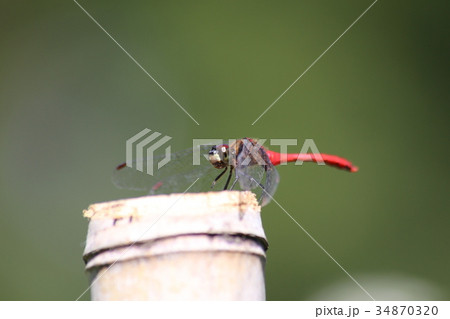 マユタテアカネ マユタテアカネ 34870320