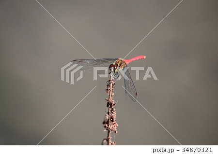 マユタテアカネ 34870321