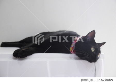 黒猫 クロネコ くろねこ 34870869