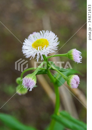 よく見ると美しいハルジオン 34871633