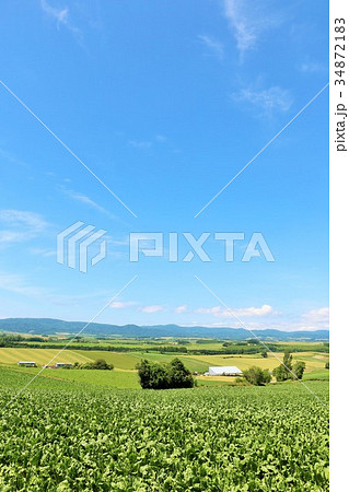 北海道　夏の青空と広大な大地 34872183