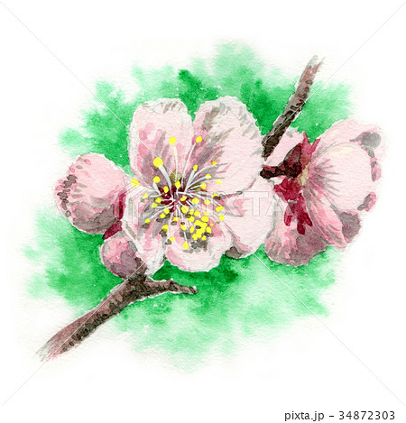 水彩で描いた白梅 水彩で描いた白梅 34872303