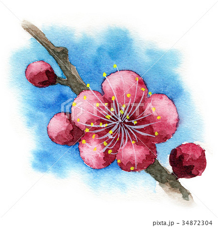 水彩で描いた紅梅 34872304