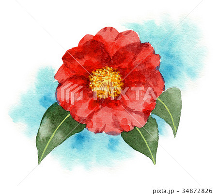 水彩で描いた赤い山茶花のイラスト素材