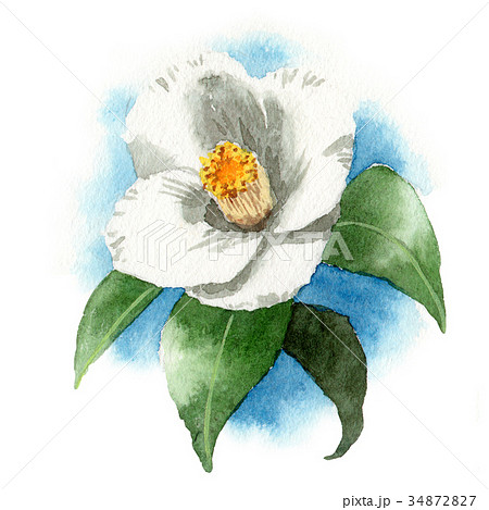 水彩で描いた白玉椿のイラスト素材
