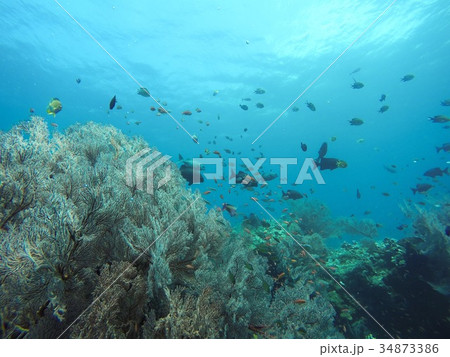 魚の国 魚の国 34873386