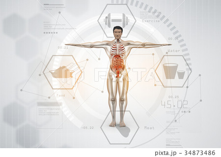 human anatomy 34873486