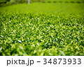 茶畑 34873933