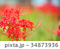 彼岸花 34873936