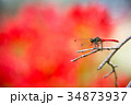 赤とんぼ 34873937
