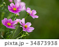コスモス 34873938