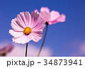 コスモス 34873941