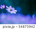 コスモス 34873942