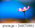 コスモス 34873961