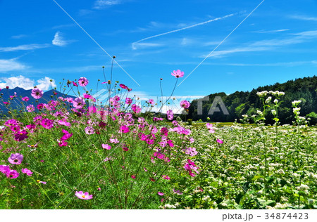 そばの花 コスモス そばの花 コスモス 34874423