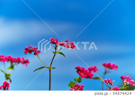 赤そばの花 そば畑 赤そばの花 そば畑 34874424
