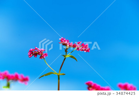 赤そばの花 そば畑 赤そばの花 そば畑 34874425