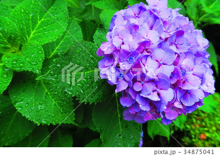 文京あじさいまつりのアジサイの花 西洋アジサイ ガクアジサイなど の写真素材