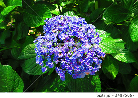 文京あじさいまつりのアジサイの花（西洋アジサイ・ガクアジサイなど） 34875067