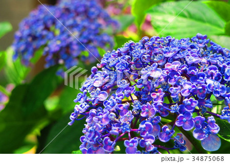 文京あじさいまつりのアジサイの花 西洋アジサイ ガクアジサイなど の写真素材