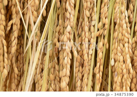 東京郊外の田んぼの秋は　八王子市 34875390