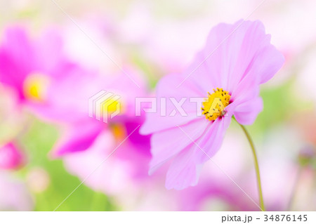 コスモス 34876145