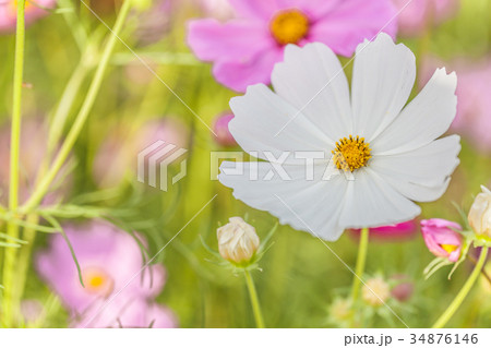 コスモス コスモス 34876146