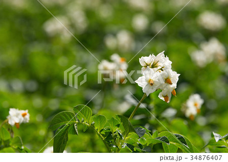 Blossom of potatoes white flowers in the field Blossom of potatoes white flowers in the field 34876407