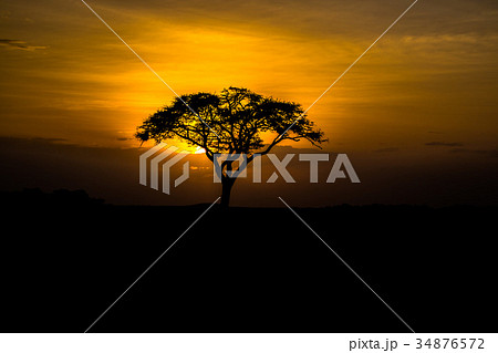 サバンナの夕日 サバンナの夕日 34876572