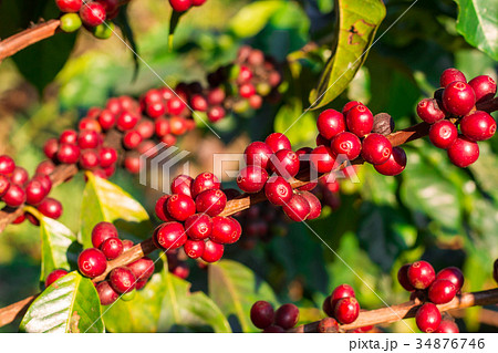 Coffee cherries , coffee beans ripening on coffee  Coffee cherries , coffee beans ripening on coffee  34876746