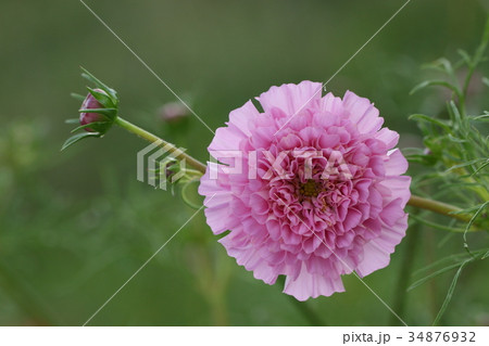 コスモス 34876932