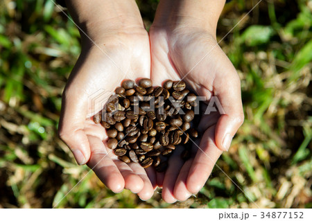 Coffee beans in hands on blur 34877152