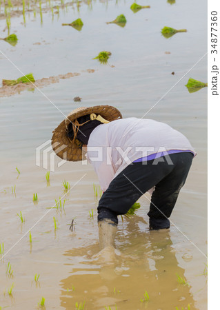 asian female farmer with Thai traditional hat 34877360