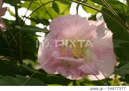 スイフヨウ 34877377