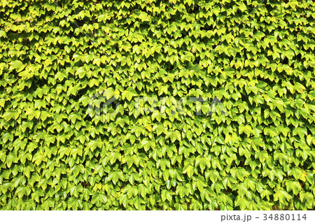 ツタ(蔦) ツタ(蔦) 34880114