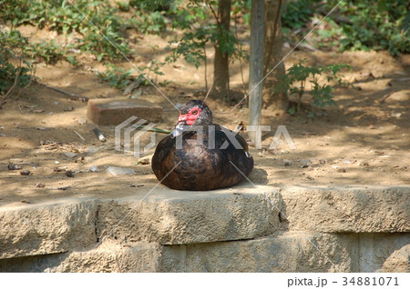 アヒル あひる 鴨 34881071