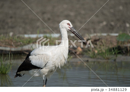 綺麗なコウノトリ 綺麗なコウノトリ 34881129