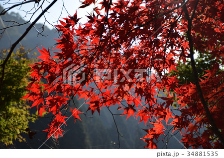 福知渓谷の紅葉 福知渓谷の紅葉 34881535