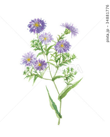 アスターのイラスト素材