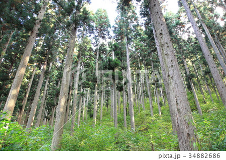 杉林 34882686