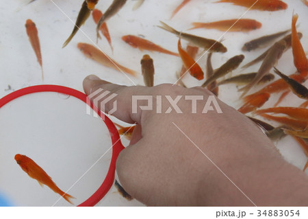 金魚すくい水槽 金魚すくい水槽 34883054