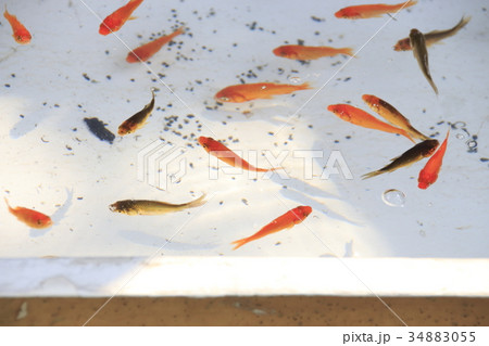 金魚すくい水槽 金魚すくい水槽 34883055