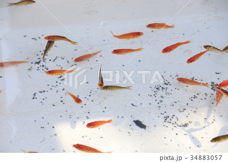 金魚すくい水槽 金魚すくい水槽 34883057
