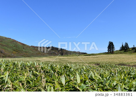 妙高山麓の湿原 妙高山麓の湿原 34883361